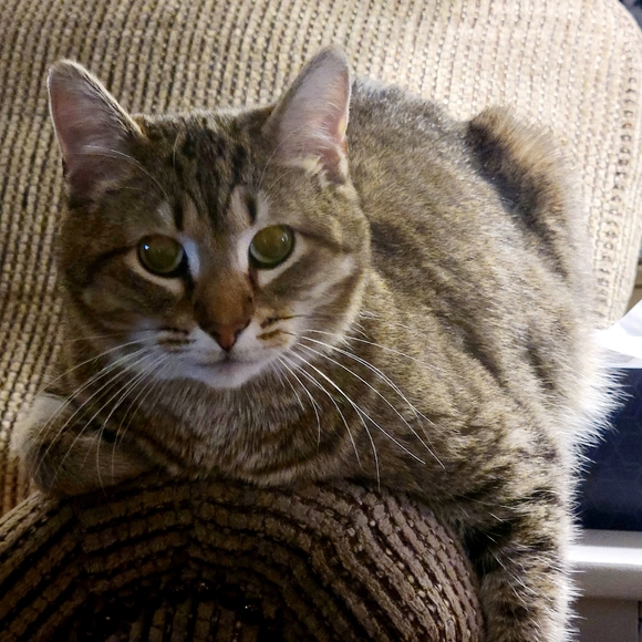 Meet your Posher, Jaxy - Picture 2 of 4